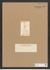 Homoeocladia biceps Schum. (de-Toni-Nr.: Genus 48, Species 2186) Zeichnungen Sammlung Grunow Nr. 4583 (NHMW-BOT-W0372593)